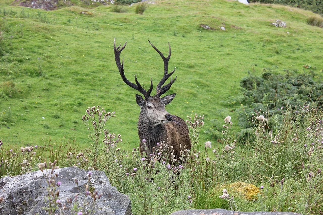 snug deer